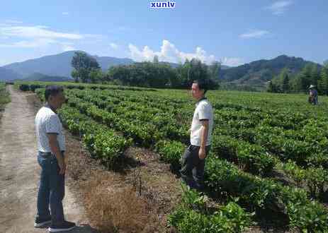 开茶叶店需要多少成本，开茶叶店的启动资金：你需要知道的成本费用