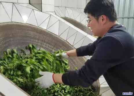 冰岛茶不苦是好茶吗还是坏茶，探讨冰岛茶：无苦味即为优质茶吗？