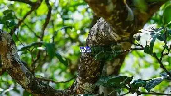 冰岛古树茶直播现场图片，探索神秘的冰岛古树茶：直播现场图片揭示其独特魅力