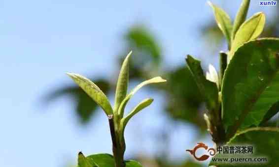 冰岛春芽属于什么茶类，探索美味：揭秘冰岛春芽的茶类归属