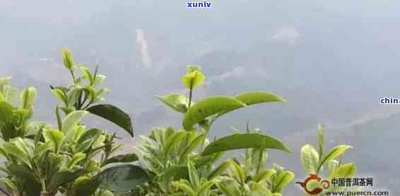 冰岛春芽属于什么茶种，揭秘冰岛春芽的茶种身份