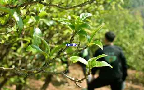 澜沧冰岛茶区在哪里-澜沧冰岛茶区在哪里啊