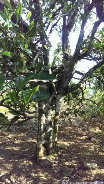 澜沧冰岛茶区在哪里-澜沧冰岛茶区在哪里啊