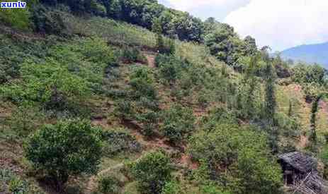 澜沧冰岛茶区在哪里-澜沧冰岛茶区在哪里啊