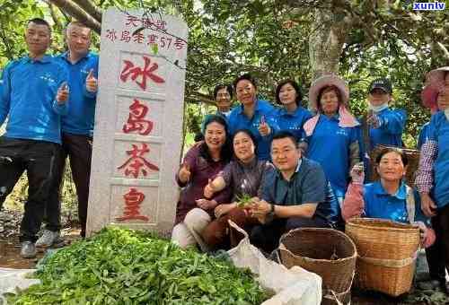 揭秘冰岛茶农：从玉玺采摘到马培 *** ，全程真实记录