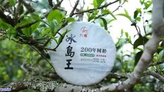 冰岛百年老树茶2007，探索千年古木的秘密：品尝冰岛百年老树茶2007的独特风味