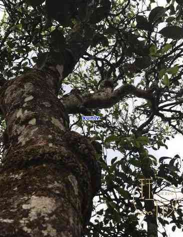 800年树龄冰岛古树生茶深山，探秘千年古树：冰岛深山800年生茶的神秘之旅