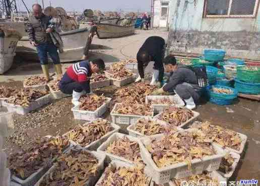 黄岛哪里有海鲜？海蓬菜、市场、批发、码头、加工、海鸥景点一网打尽！