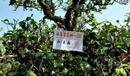 冰岛2011年普洱古树茶价格，探究冰岛2011年普洱古树茶的市场价格