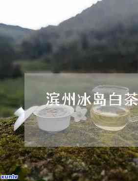 滨州冰岛茶哪里有卖的？求购信息