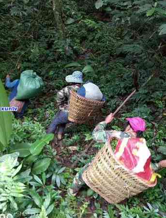 冰岛茶在哪个县？它的产地、茶区、地区及地理位置全解析，价格多少一斤？在哪座山头生长？