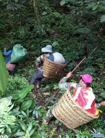 冰岛茶在哪个县？它的产地、茶区、地区及地理位置全解析，价格多少一斤？在哪座山头生长？