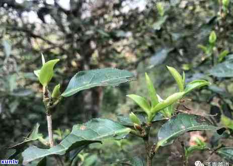 冰岛茶一年的茶产量有多少？请给出详细数据