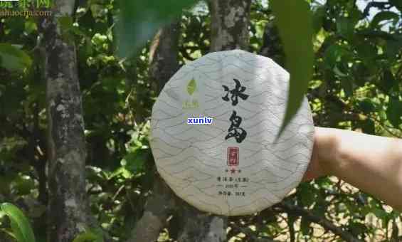 勐库冰岛古树茶，探秘古老韵味：品味勐库冰岛古树茶的独特魅力