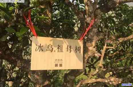 云南勐傣茶厂冰岛古树普洱茶价格及品鉴体验