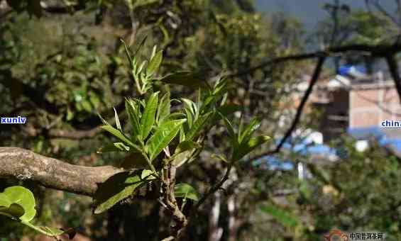 野生冰岛古树茶图片大全，探索神秘的野生冰岛古树茶：图片大全带你领略大自然的魅力