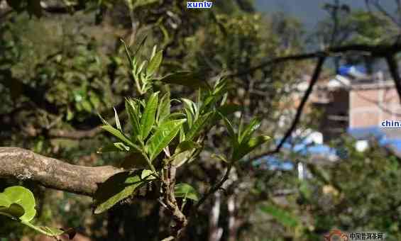 野生冰岛古树茶图片高清，探索神秘的野生冰岛古树茶：高清图片带你走进自然的魅力