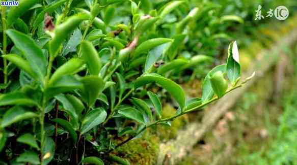 天一般喝什么茶叶好？绿茶、乌龙茶和花茶都是不错的选择，不仅口感清爽，还能清热解暑。其中，绿茶含有丰富的维生素C和氨基酸，有助于抵抗紫外线；乌龙茶能提神醒脑，增强免疫力；而花茶则有美容养颜的效果。总之，天喝什么茶叶好，要根据个人口味和需求来选择。