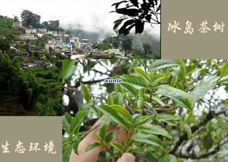 冰岛古树茶树，探索冰岛：揭秘古树茶树的神秘世界