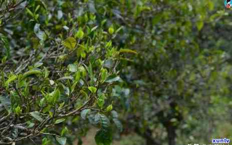 冰岛古树茶树，探索冰岛：揭秘古树茶树的神秘世界