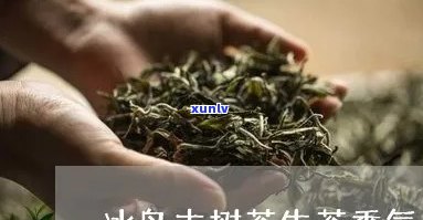 冰岛古树生茶的香气-冰岛古树生茶的香气是什么