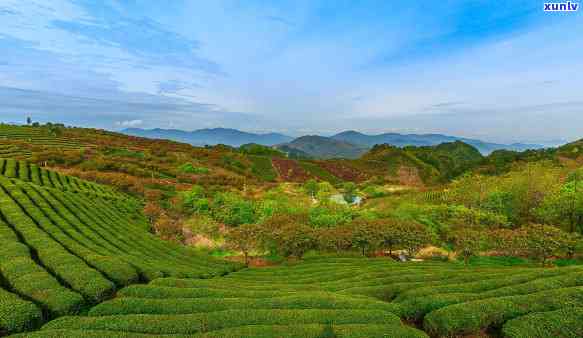 什么茶叶适合所有人一起喝，寻找最适合大家共享的茶叶种类