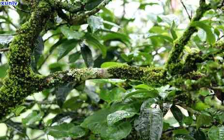 冰岛老寨茶价格，探究冰岛老寨茶的价格走势与市场行情