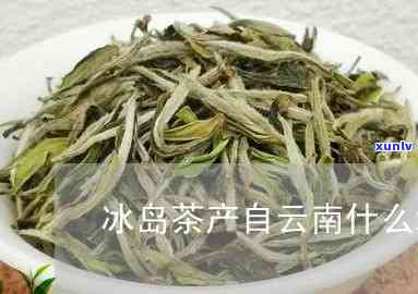 云南名茶冰岛茶-云南名茶冰岛茶有哪些