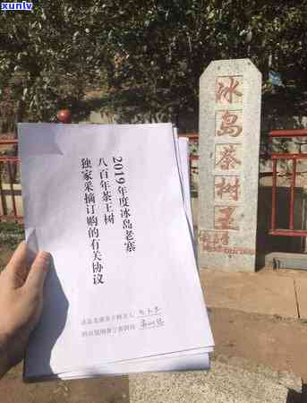 北冰岛茶哪个好喝又便宜？旅行攻略与价格全在这！