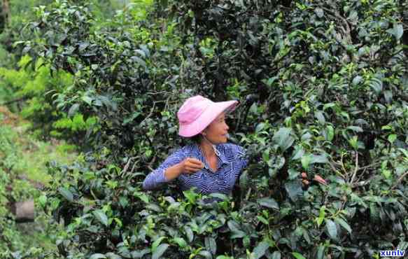 冰岛茶：从茶园到餐桌的全程体验