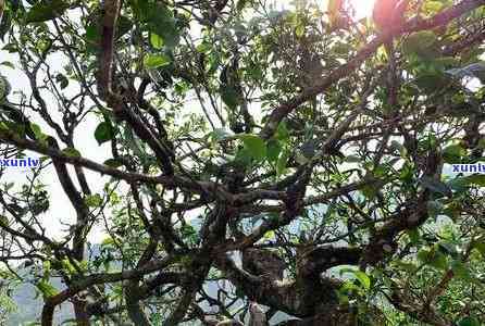 冰岛地界藤条古树茶-冰岛藤条古树普洱茶生茶多少钱一斤