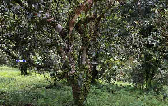 冰岛地界藤条古树茶-冰岛藤条古树普洱茶生茶多少钱一斤