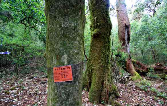 临沧双江冰岛茶特点：探寻云南双江冰岛村的价格、自然村风貌与拆迁情况，一探究竟！