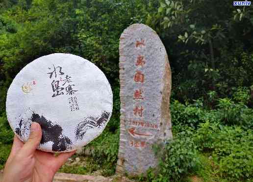 冰岛900年古树茶的价格与价值探究