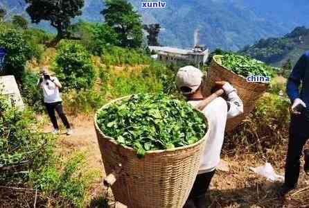 冰岛茶产地在临沧哪里，探寻冰岛茶的起源：揭秘临沧作为冰岛茶产地的故事