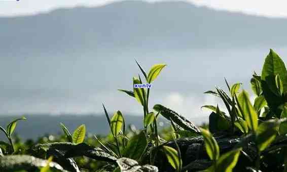 云南深山部落茶业的茶怎么样，深度解析：云南深山部落茶业茶叶品质如何？