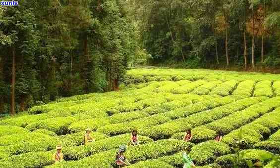 冰岛大树茶场地址，冰岛大树茶场：寻找优质茶叶的好去处！