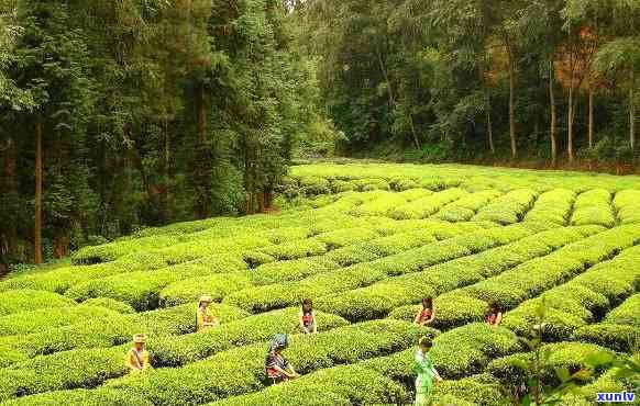 冰岛大树茶场-冰岛大树茶场地址