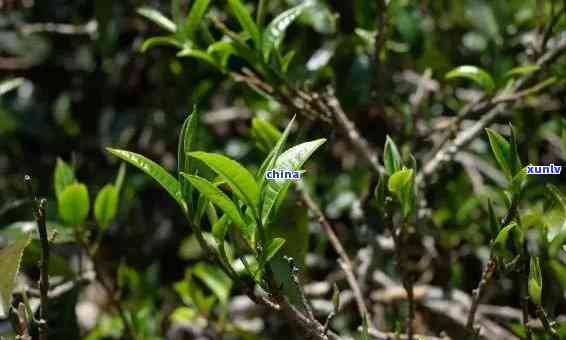 临沧冰岛茶哪里-临沧冰岛茶哪里喝