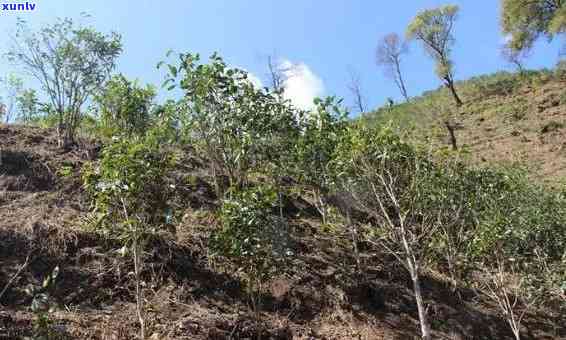 临沧冰岛茶树图片：云南临沧冰岛古树茶特性和价值探讨