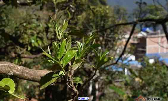 临沧冰岛茶树图片：云南临沧冰岛古树茶特性和价值探讨