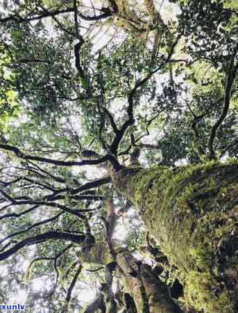 云南临沧冰岛茶：价格、特点及产地全解析