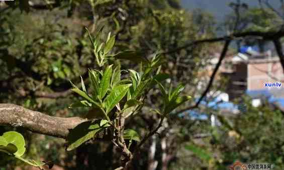 临沧冰岛茶山：天气、茶叶价格与价值全解析，附高清茶树图片