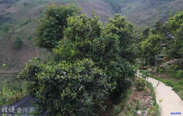 云南临沧冰岛普洱茶，探寻云南临沧冰岛普洱茶的韵味与魅力