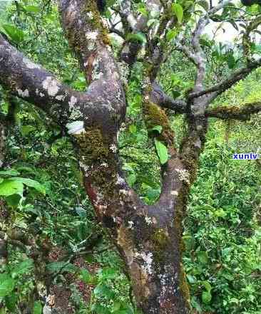 冰岛古茶树树龄有多大，揭秘冰岛古茶树：它们究竟有多古老？