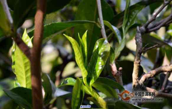 冰岛小树茶特点口感-冰岛小树茶特点口感介绍