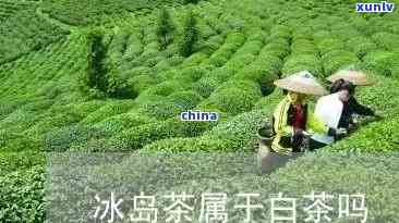 冰岛大白属于什么茶种，探究冰岛大白的茶种归属