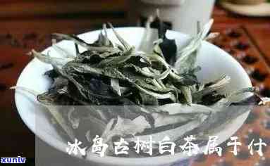 冰岛大白属于什么茶种，探究冰岛大白的茶种归属