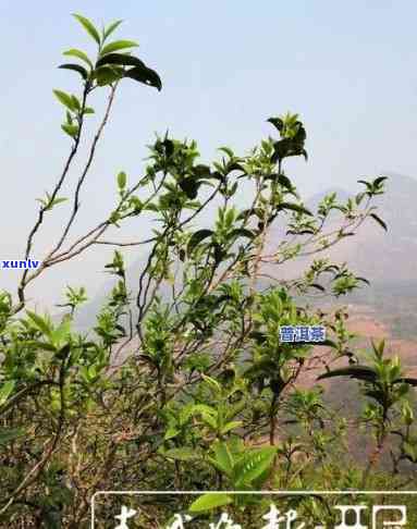 冰岛大树茶毛茶价格多少，查询冰岛大树茶毛茶的市场价格是多少？