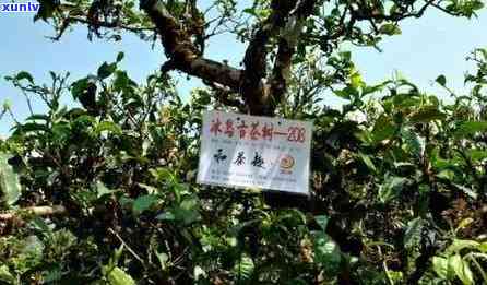 2007年冰岛古树茶：价格、珍藏与历年走势全解析